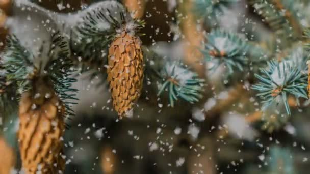 Chute de neige molle en hiver forêt enneigée, paysage hivernal en soirée, branche d'épinette dans la neige