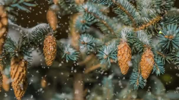 Chute de neige molle en hiver forêt enneigée, paysage hivernal en soirée, branche d'épinette dans la neige, boucle vidéo — Video