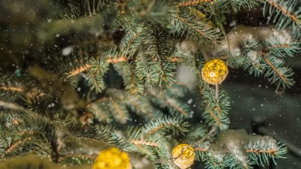 Mjukt snöfall i vinter snöiga skogen, kväll vinterlandskap, spruce filial i snön, videoslinga — Stockvideo