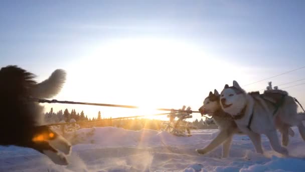 Perros aprovechados por perros raza Husky tirón trineo con la gente, cámara lenta, Video loop — Vídeos de Stock