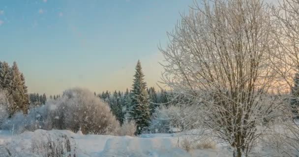 Soft snowfall in the winter snowy forest, evening winter landscape, spruce branch in the snow — Stock Video