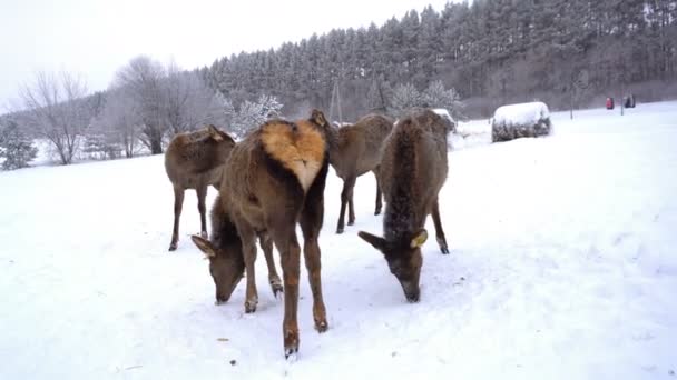 Молодий олень в ручках оленячої ферми взимку — стокове відео