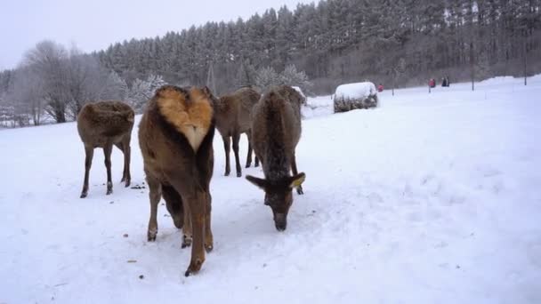 Ciervos jóvenes en las plumas de una granja de ciervos en invierno — Vídeos de Stock