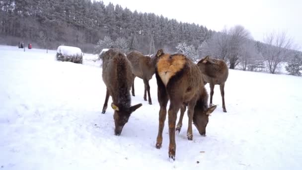 Jeunes cerfs dans les enclos d'une ferme de cerfs en hiver — Video