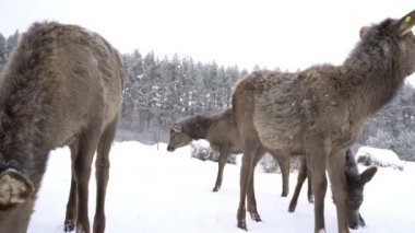 genç geyik geyik çiftliği kışın kalemler içinde