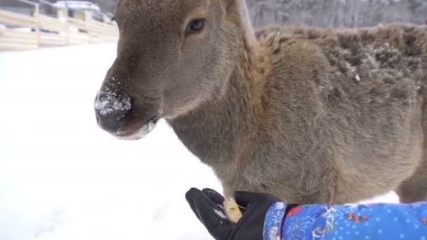 Ciervos jóvenes en las plumas de una granja de ciervos en invierno — Vídeo de stock