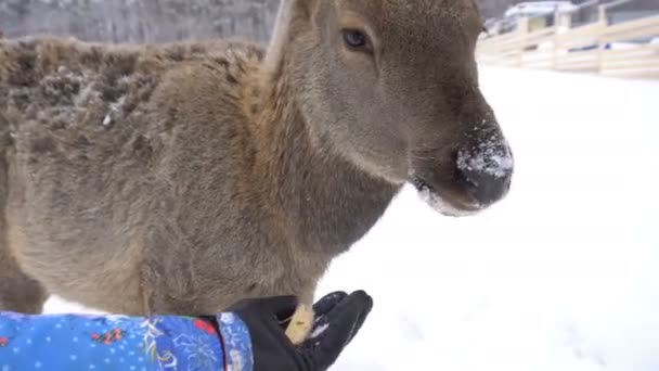 Jonge herten in de pennen in een boerderij van de herten in de winter — Stockvideo