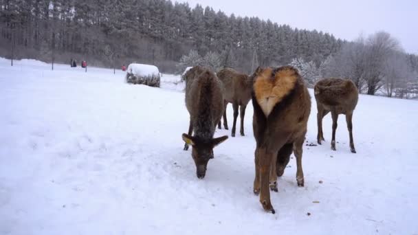 Ciervos jóvenes en las plumas de una granja de ciervos en invierno — Vídeos de Stock