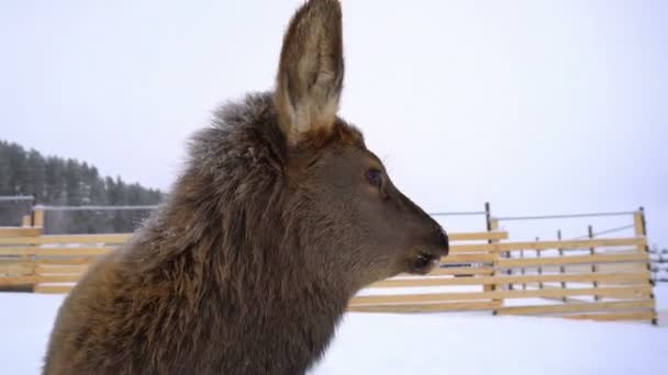 Ciervos jóvenes en las plumas de una granja de ciervos en invierno — Vídeo de stock