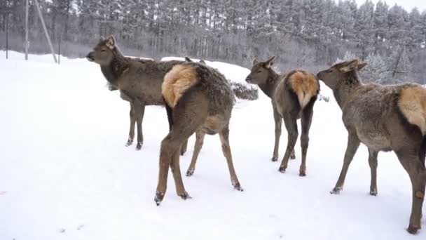 Ciervos jóvenes en las plumas de una granja de ciervos en invierno — Vídeo de stock