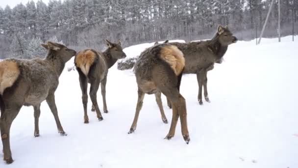 Ciervos jóvenes en las plumas de una granja de ciervos en invierno — Vídeo de stock