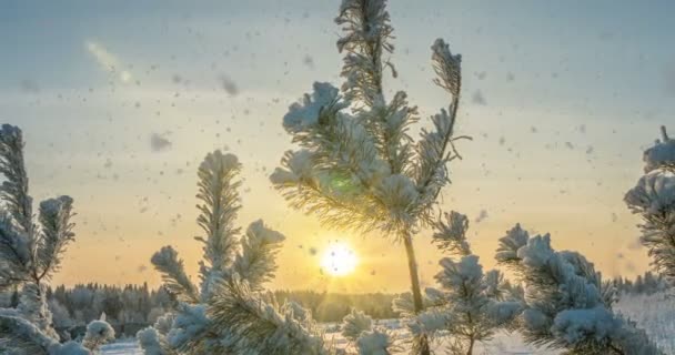 Fallande snö i vinter skog, Cinemagraph, slingan. — Stockvideo