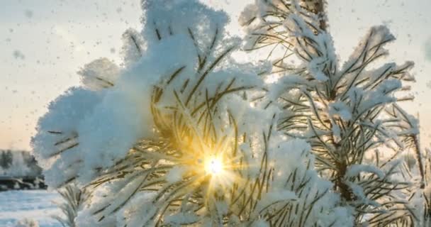 Queda de neve na floresta de inverno, CINEMAGRAPH, loop . — Vídeo de Stock