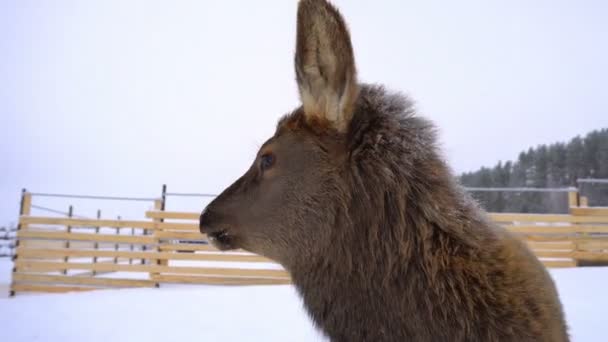 Ciervos jóvenes en las plumas de una granja de ciervos en invierno — Vídeos de Stock