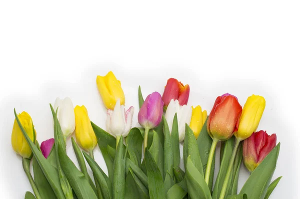 Ramo de tulipanes sobre fondo blanco, día de las mujeres, día de San Valentín — Foto de Stock