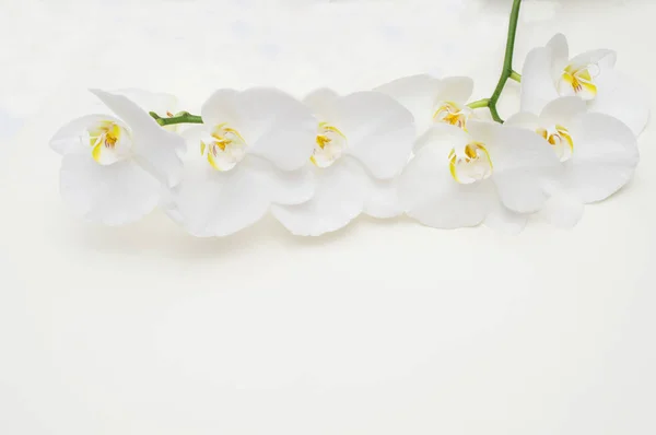 Rama romántica de orquídea blanca sobre fondo beige . — Foto de Stock