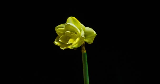 Time-lapse of opening narcissus on black background, alpha channel — Stock Video