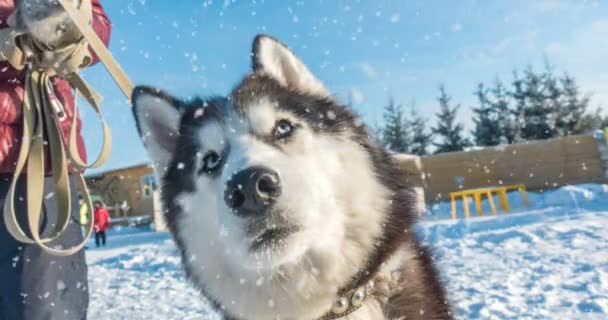Kinograf, 4k, Padający śnieg w zimie piękny portret psa, pętla — Wideo stockowe