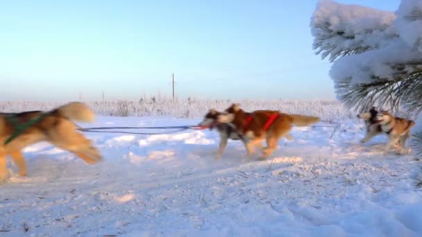 狗养的狗与人一起养哈士奇拉雪橇、慢动作、视频回圈 — 图库视频影像