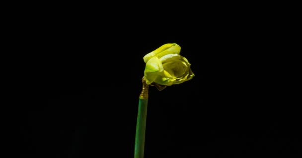 Time-lapse of opening narcissus on black background — Stock Video