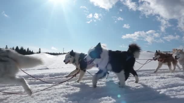 Hunde, die von Hunden eingespannt werden, züchten Huskys, die Schlitten mit Menschen ziehen, Zeitlupe, Videoschleife — Stockvideo