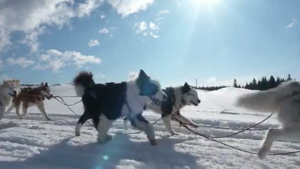 Собаки запряжены собаками Хаски тянут сани с людьми, замедленная съемка, Видео петля — стоковое видео