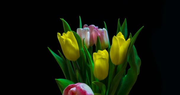 Timelapse de flor de tulipán rojo floreciendo sobre fondo negro, canal alfa — Vídeo de stock