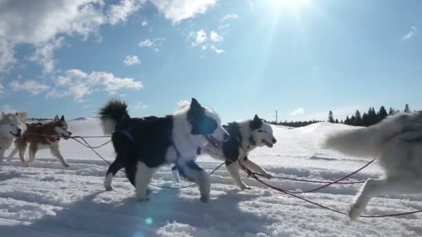 Psy zaprzęgnięte przez psy rasy Husky ciągnąć sanki z ludźmi, zwolnione tempo, pętla wideo — Wideo stockowe