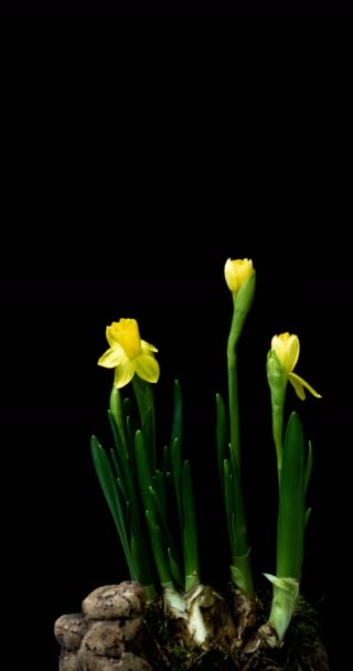 Time-lapse av öppnandet narcissus på svart bakgrund — Stockvideo