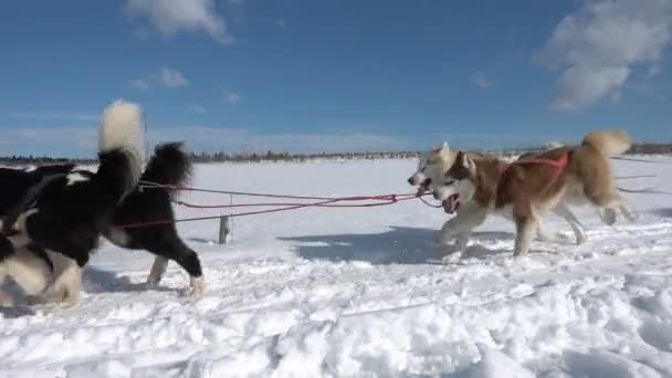 Anjing dimanfaatkan oleh anjing berkembang biak Husky menarik kereta luncur dengan orang-orang, gerakan lambat, Video loop — Stok Video