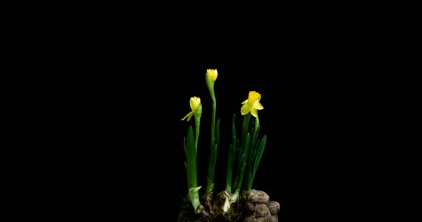 Time-lapse di apertura narciso su sfondo nero — Video Stock