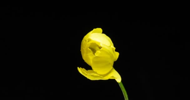 Timelapse de fleur de tulipe jaune fleurissant sur fond noir, canal alpha 