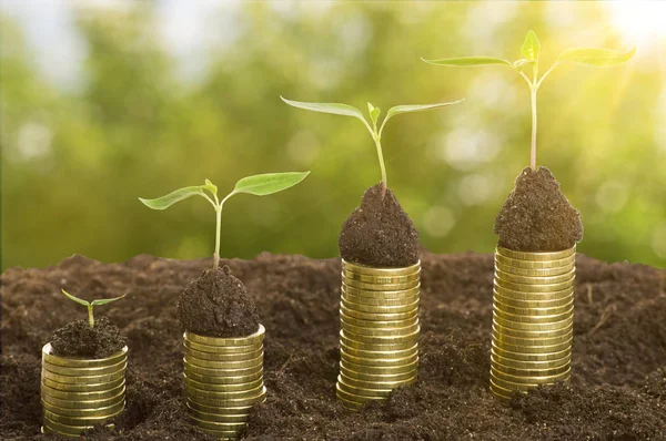 Moedas de ouro no solo com plantas jovens e os raios do sol. Conceito de crescimento monetário . — Fotografia de Stock