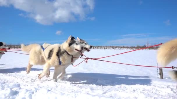 Honden geharnessed door honden ras Husky pull slee met mensen, slow motion, Video loop — Stockvideo