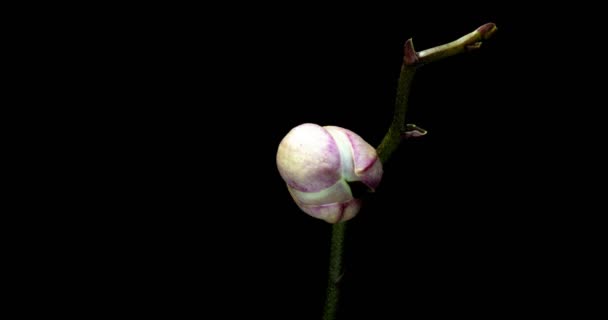 El lapso de tiempo de la orquídea de apertura 4K sobre fondo negro — Vídeo de stock