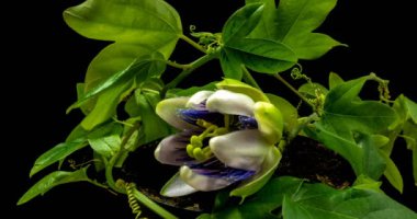 Siyah arka plan alfa kanalı üzerinde Passiflora çiçek açılış ve kapanış