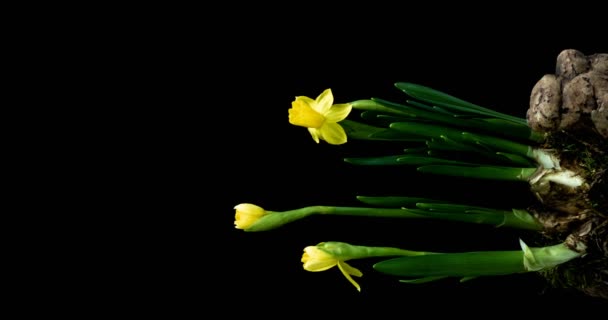 Time-lapse of opening narcissus on black background — Stock Video