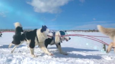 Köpeklerin dizginlediği köpekler çiftleşir. İnsanlarla Husky kızağı, yavaş çekim, video döngüsü.