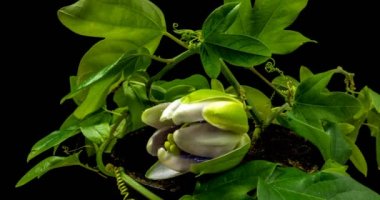 Açılış ve kapanış Passiflora çiçek siyah arka plan üzerine