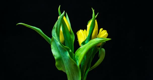 Timelapse de flor de tulipán amarillo floreciendo sobre fondo negro, canal alfa — Vídeo de stock