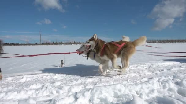 Cani sfruttati da cani razza Husky trainare slitta con le persone, rallentatore, Video loop — Video Stock