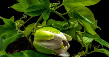 Açılış ve kapanış Passiflora çiçek siyah arka plan üzerine