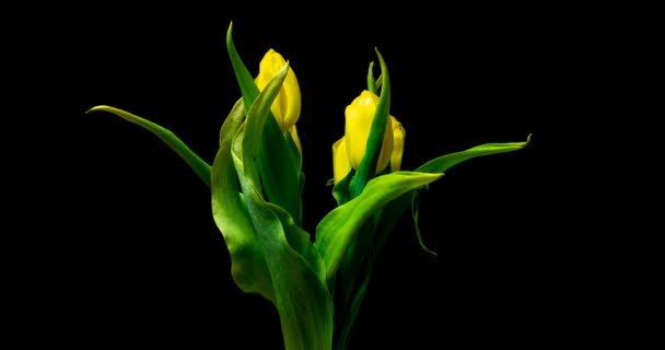 Timelapse of yellow tulip flower blooming on black background, alpha channel — Stock Video