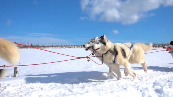 Σκύλοι αξιοποιούνται από τα σκυλιά φυλή Husky έλκει έλκηθρο με τους ανθρώπους, αργή κίνηση, Βίντεο βρόχο — Αρχείο Βίντεο