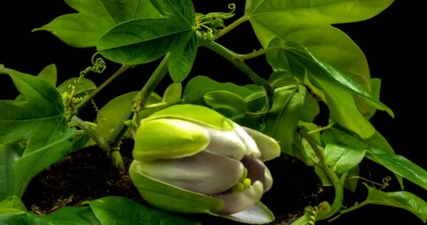 Das Öffnen und Schließen der Passiflora-Blume auf schwarzem Hintergrund — Stockvideo