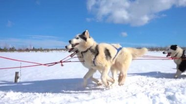 Köpeklerin dizginlediği köpekler çiftleşir. İnsanlarla Husky kızağı, yavaş çekim, video döngüsü.