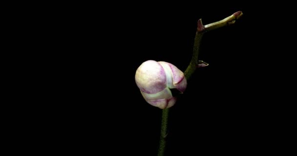 Zeitraffer der Öffnung Orchidee 4k auf schwarzem Hintergrund — Stockvideo