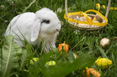 Paskalya tavşanı bir çayır üzerinde bir sepette yumurta ile baharda yaşıyor