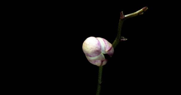 Tempo-lapso da orquídea de abertura 4K no fundo preto — Vídeo de Stock