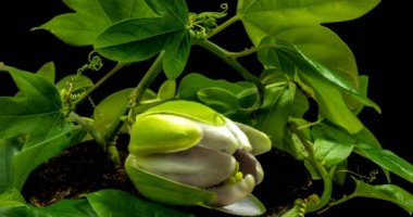 Açılış ve kapanış Passiflora çiçek siyah arka plan üzerine